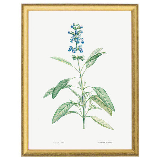 Botaniczne ilustracje - Kwitnąca szałwia White Rose Peonies 