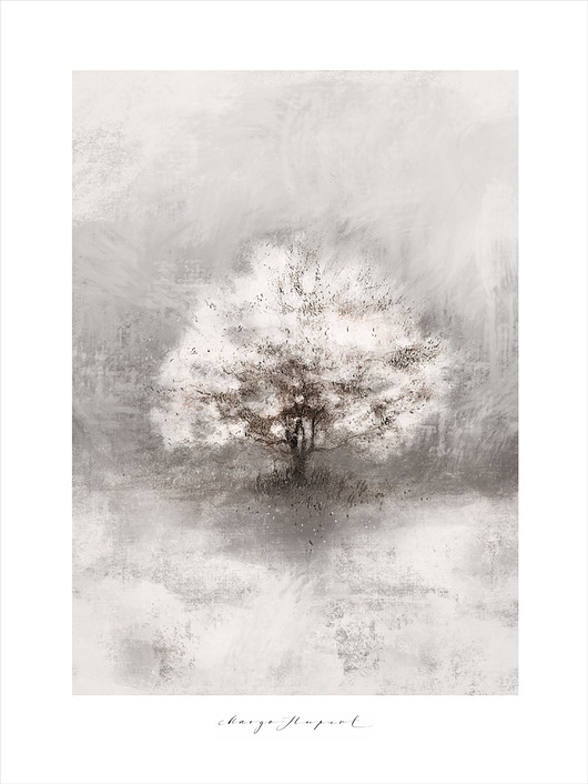 Plakat kwitnąca Wiśnia w deszczu 50x70 cm Margo Hupert