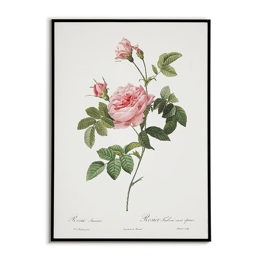 plakaty Rosa inermis - Plakat botaniczny - Retro