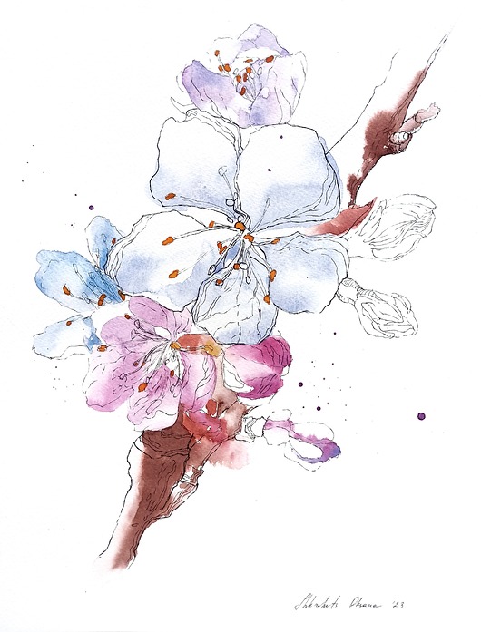 obrazy "Kwiaty japońskiej śliwki" 24*32 cm/ akwarela