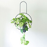 Kwietniki zazieleń swój dom