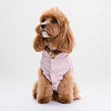 Modny pupil ubrania i akcesoria dla psów