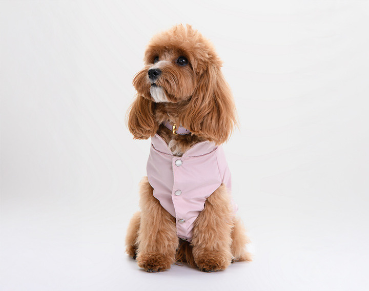 Modny pupil ubrania i akcesoria dla psów